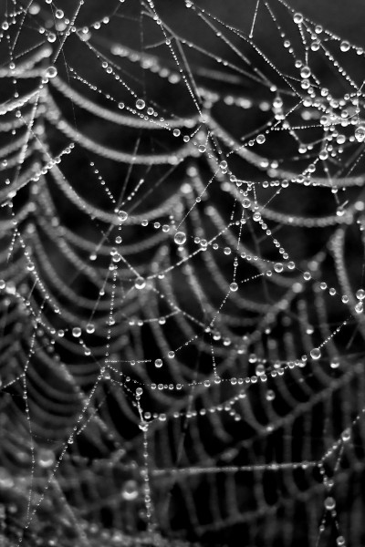 (108) Spiderweb
