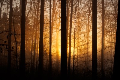 (136) rising sun through fog