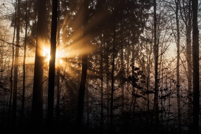 (137) rising sun through fog