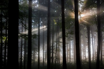 (113) fog in forest