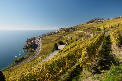 (128) Terrasses de Lavaux