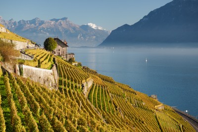 (132) Terrasses de Lavaux