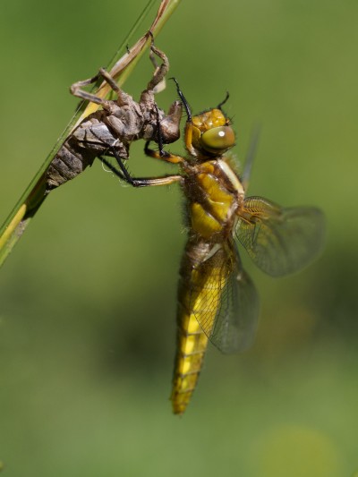 (79) dragon fly