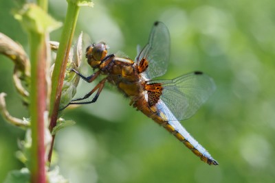 (83) dragon fly