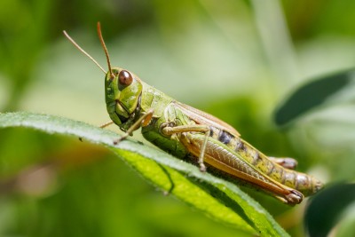 (84) Grasshopper