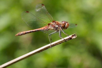 (85) dragon fly