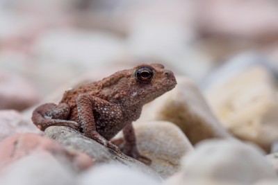 (86) baby toad