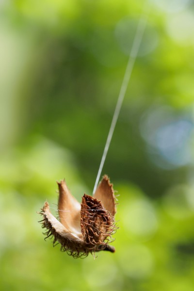 (146) seed capsule