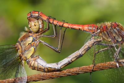 (87) mating dragonflies
