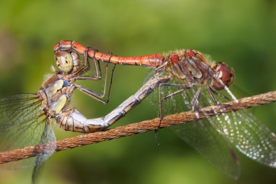 (88) mating dragonflies