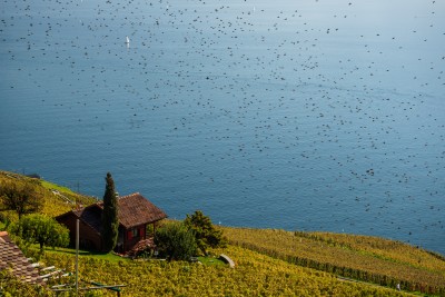 (89) Terrasses de Lavaux