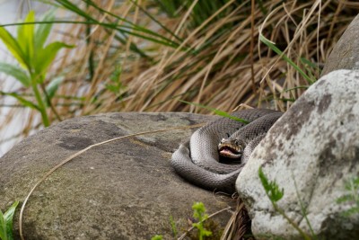 (91) Snake (Natrix natrix)
