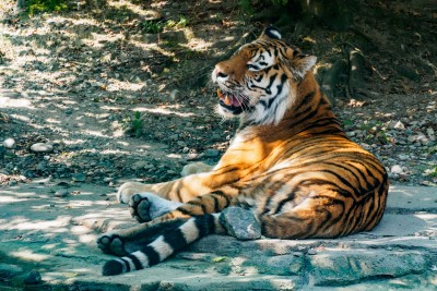 (96) Tiger (at Zoo)