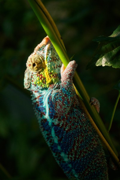 (97) chameleon (at Zoo)
