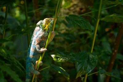 (98) chameleon (at Zoo)