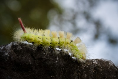 (52) caterpillar