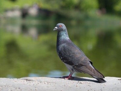 (48) pigeon
