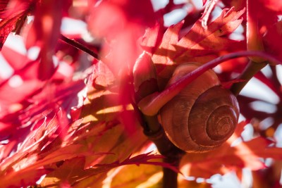 (54) autumn snail