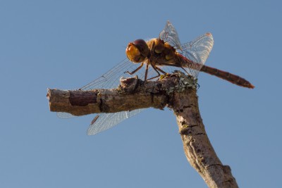 (57) dragon fly