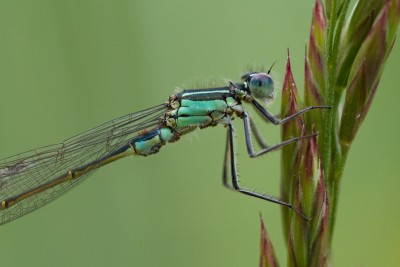 (59) dragon fly