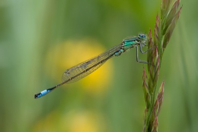 (60) dragon fly