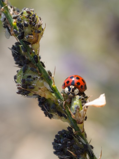 (49) Ladybug having lunch