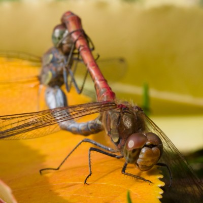 (63) mating dragonflies