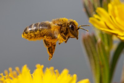 (67) Bee in flight