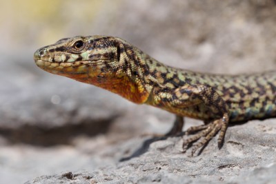 (68) Lizard