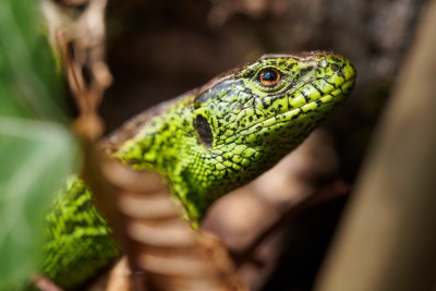 (70) Lizard (lacerta agilis)
