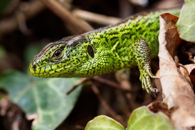 (71) Lizard (lacerta agilis)