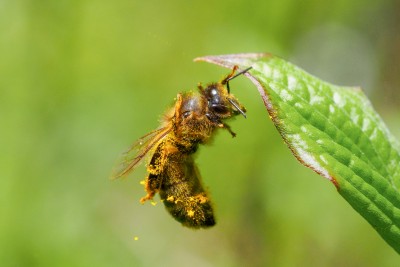 (73) Bee