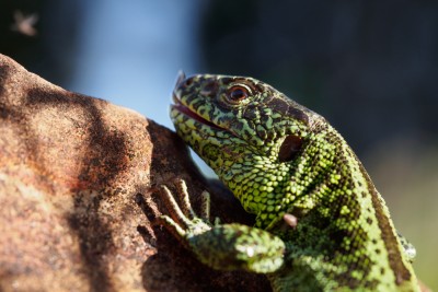 (74) Lizard (lacerta agilis)