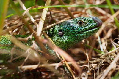 (75) Lizard (lacerta agilis)