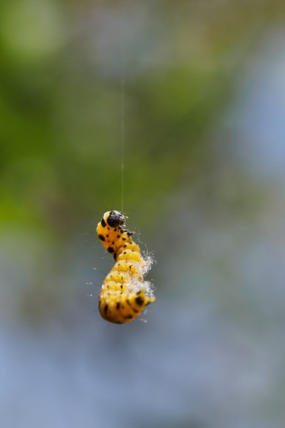 (76) acrobatic caterpillar