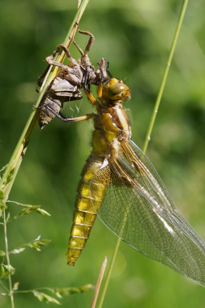 (77) dragon fly