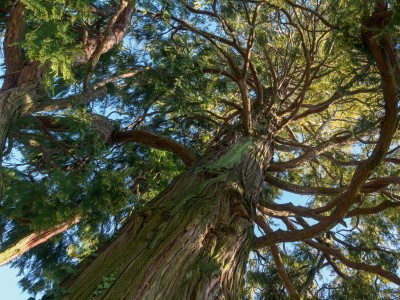 (276) enormous tree