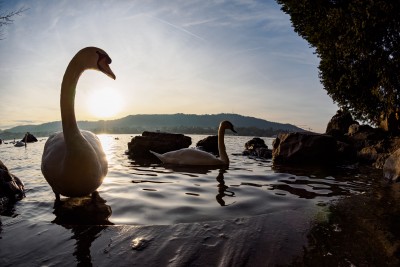 (261) swans at lake Zürich