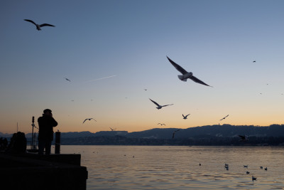 (295) birds at lake Zürich