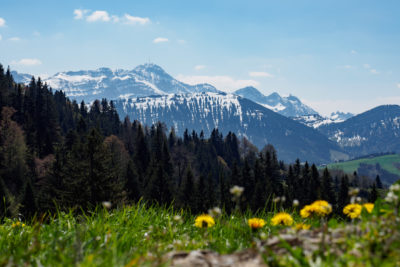 (336) Säntis