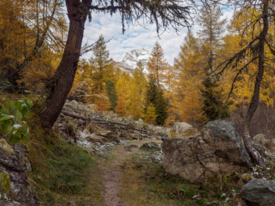 (375) Lärchen im Herbst