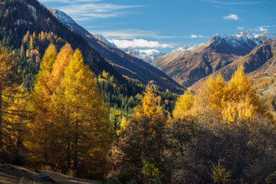 (372) Lärchen im Engadin